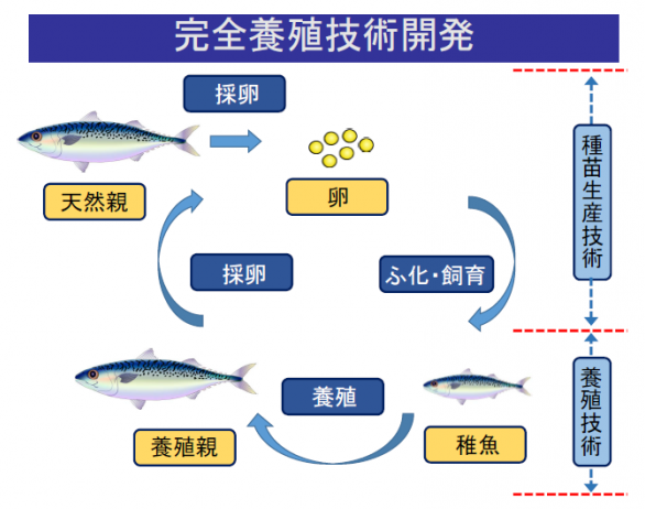 サバの養殖について サバペディア Sabapedia