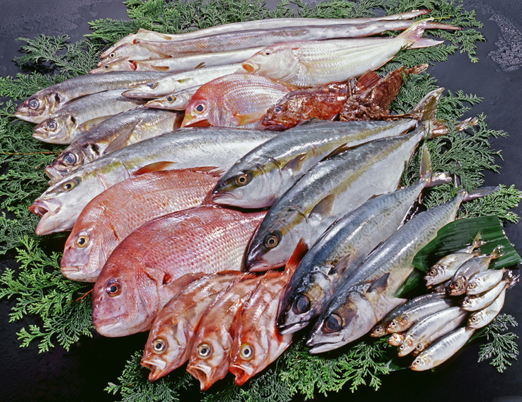 様々な魚