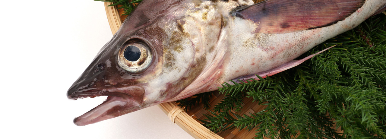 スケトウダラの切り身って見たことありますか Umito 海と魚がもっと好きになる ウェブマガジン