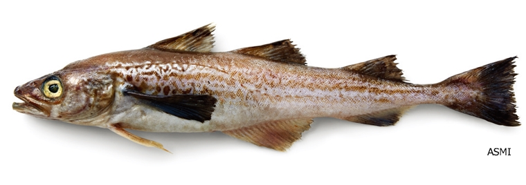 白身魚フライの魚の姿の写真を集めてみた Umito 海と魚がもっと好きになる ウェブマガジン