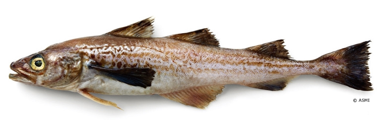 白身魚フライの 白身魚 の正体とは Umito 海と魚がもっと好きになる ウェブマガジン