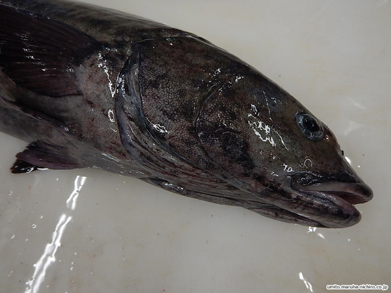 black cod,Anoplopoma fimbria