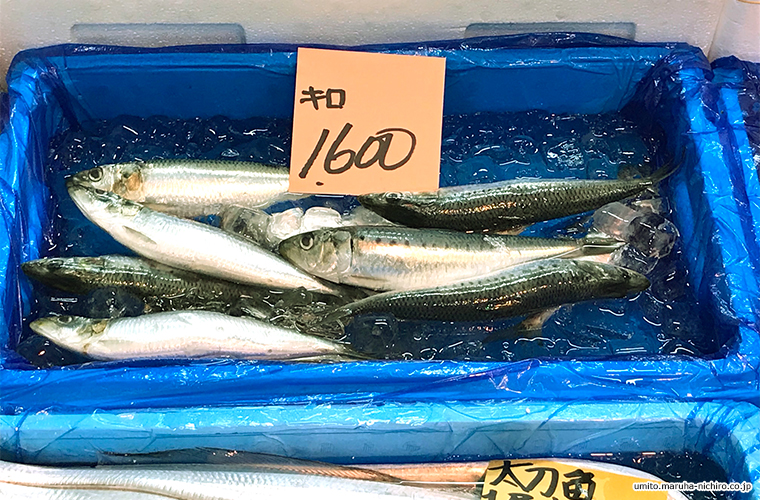 sardine,Sardinops melanostictus