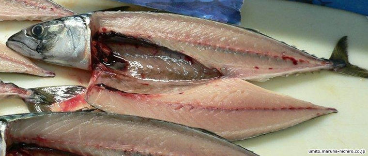 Atlantic mackerel,Scomber scombrus