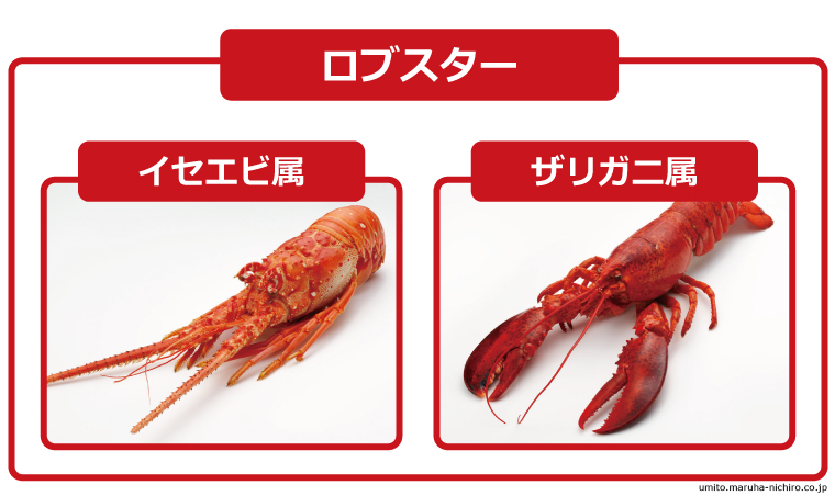 lobster,Homarus americanus