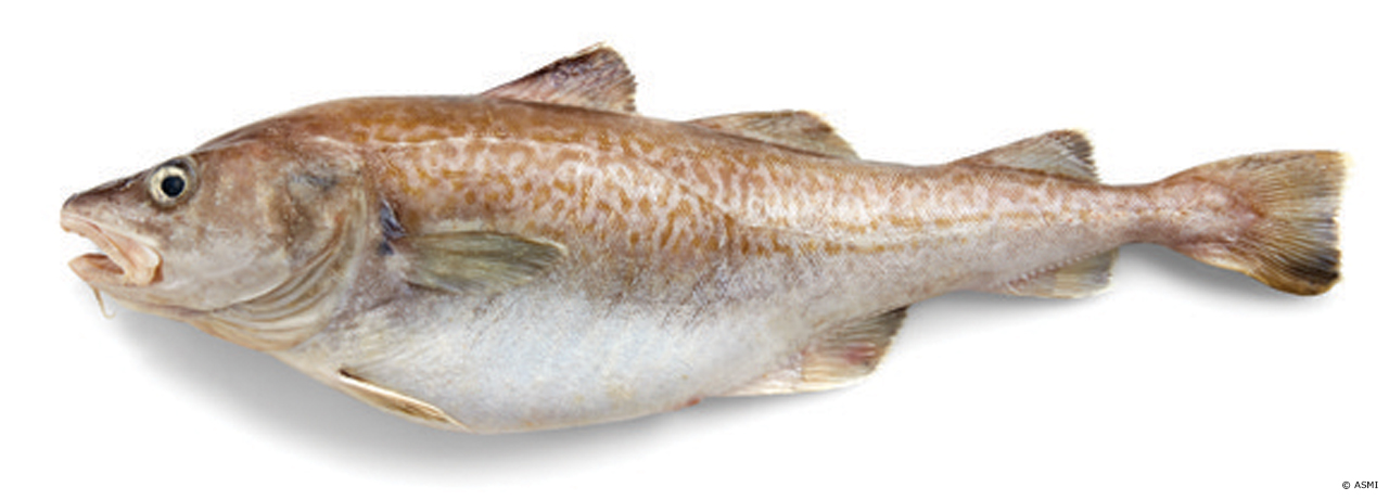 マダラ 真鱈 オスのほうが価値ある魚 Umito