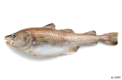 マダラ 真鱈 オスのほうが価値ある魚 Umito 海と魚がもっと好きになる ウェブマガジン
