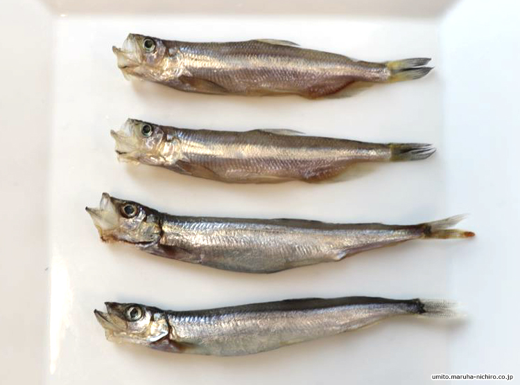 シシャモとカラフトシシャモ 皆さんはどこまでご存知ですか Umito 海と魚がもっと好きになる ウェブマガジン