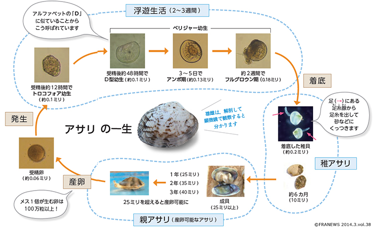 Japanese littleneck clam,Ruditapes philippinarum