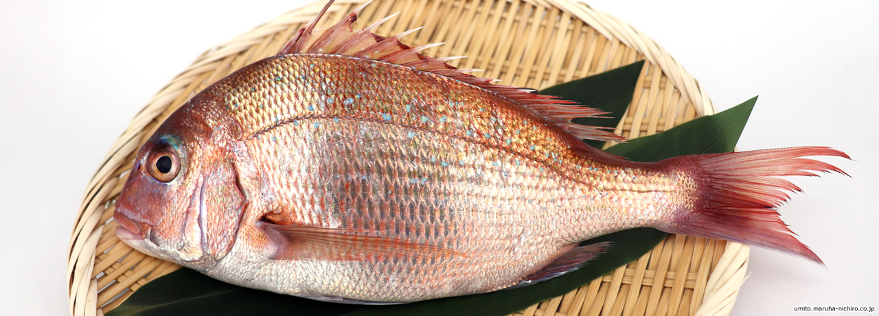 タイ と名のつく魚は多けれど 本物のタイは一部だけ 海といのちの未来をつくる