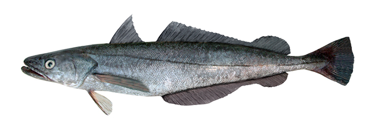 白身魚フライの魚の姿の写真を集めてみた Umito 海と魚がもっと好きになる ウェブマガジン