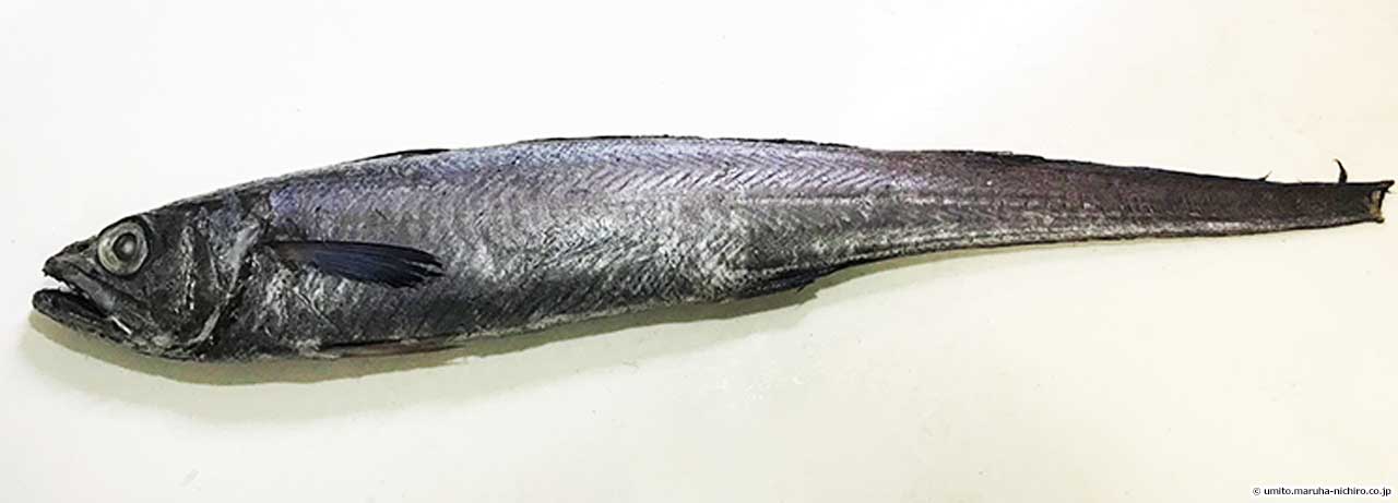 白身魚フライの魚の姿の写真を集めてみた Umito