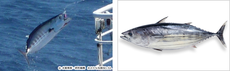 skipjack tuna,Katsuwonus pelamis