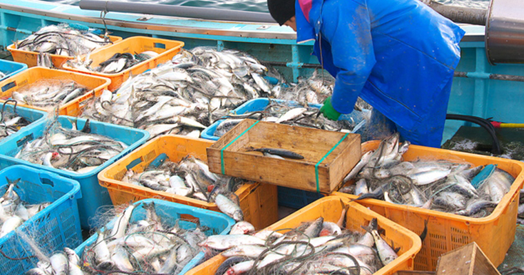 骨まで愛される魚 ニシン Umito 海と魚がもっと好きになる ウェブマガジン