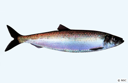 骨まで愛される魚 ニシン Umito 海と魚がもっと好きになる ウェブマガジン