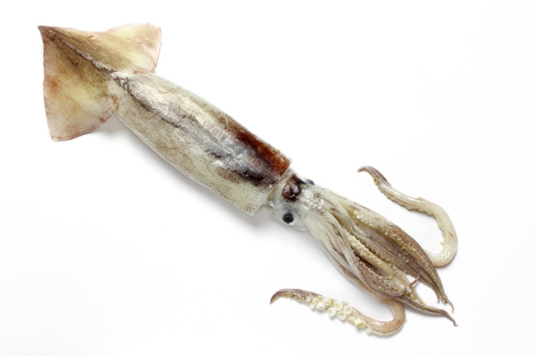 squid,Todarodes pacificus