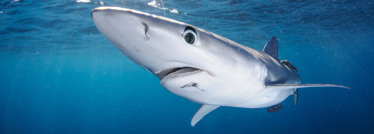 フカヒレだけではない おいしいサメのすすめ 海といのちの未来をつくる