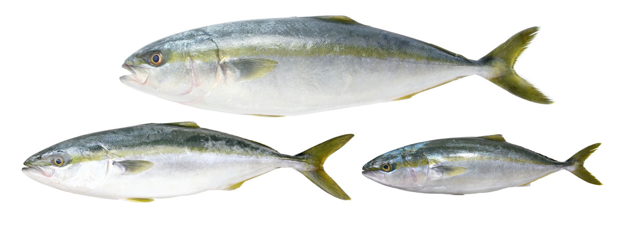 魚の名前いろいろ 出世魚と名前が変わる魚たち Umito 海と魚がもっと好きになる ウェブマガジン