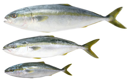 魚の名前いろいろ 出世魚と名前が変わる魚たち Umito
