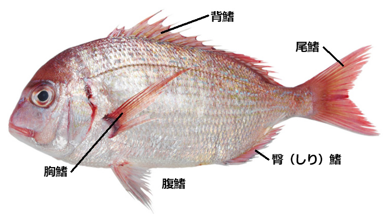 個性が光る 魚のヒレに注目してみよう Umito 海と魚がもっと好きになる ウェブマガジン
