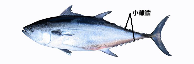 個性が光る 魚のヒレに注目してみよう Umito 海と魚がもっと好きになる ウェブマガジン