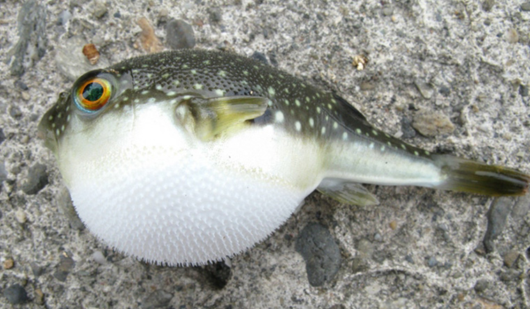 冬の味覚 フグの不思議な生態 Umito 海と魚がもっと好きになる ウェブマガジン