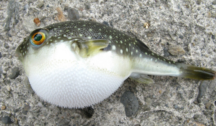 ふぐ の話 黒門市場 鮮魚川崎