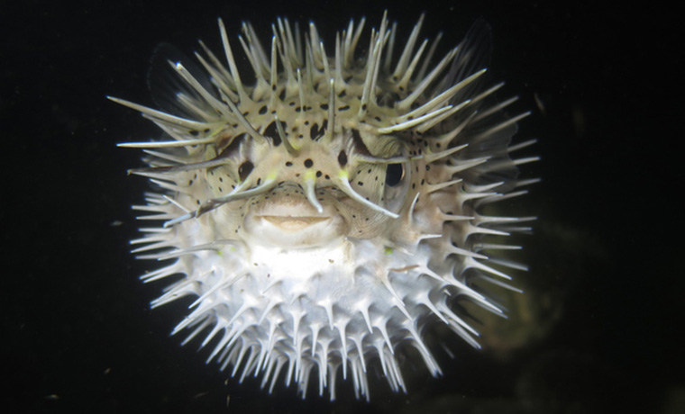 冬の味覚 フグの不思議な生態 Umito 海と魚がもっと好きになる ウェブマガジン