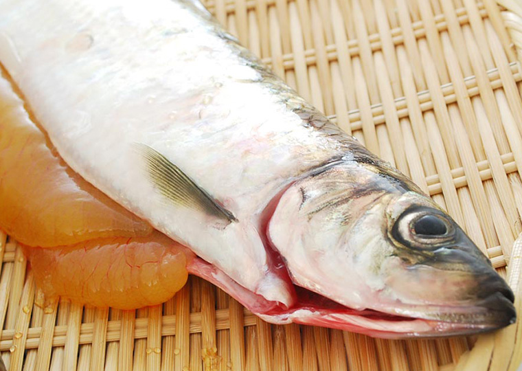 魚の卵はどうやって取り出されるのか調べてみた Umito 海と魚がもっと好きになる ウェブマガジン