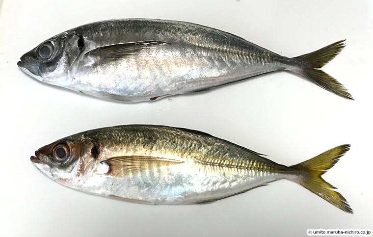 アジの種類 同じマアジでも違うアジ Umito 海と魚がもっと好きになる ウェブマガジン