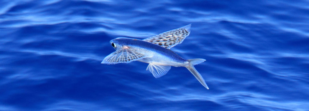 トビウオ 銀ビレで大海原を翔ける魚 Umito