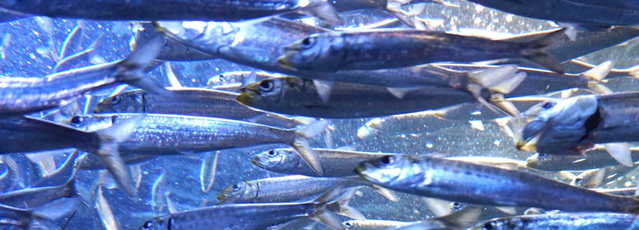日本で一番獲れる魚はどんな魚？ 旬の魚を美味しく食べよう。 | umito.®