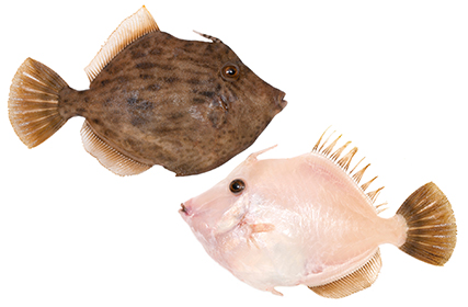 カワハギ 身は夏 肝は冬がおいしい魚 Umito 海と魚がもっと好きになる ウェブマガジン